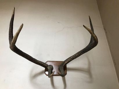 Two hunting trophies forming a pendant.
Width:...