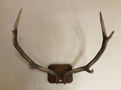 Two hunting trophies forming a pendant.
Width:...