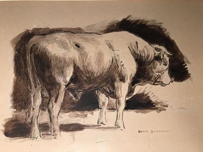 David BURNAND (1888-1975) :
TAUREAU.
Encre...