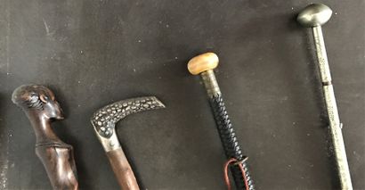 Set of canes : 

- a makula, the handle in...