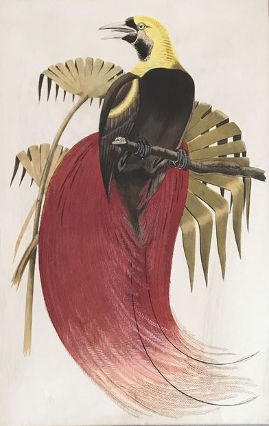 Engraving in colors representing a bird of...