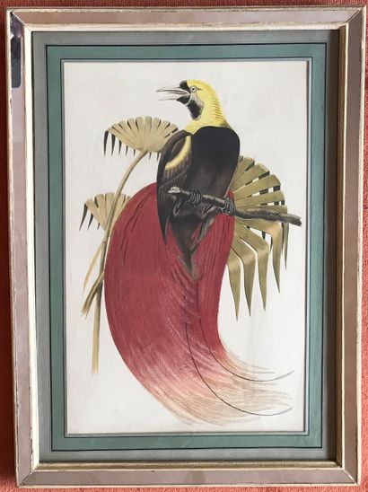 Engraving in colors representing a bird of...