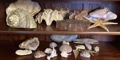 Ensemble de coquillages, minéraux et tranche...