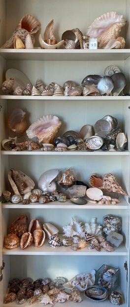 Important shell collection: turbo; vario...