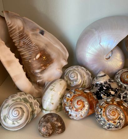 Important shell collection: turbo; vario...