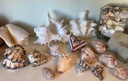 Important shell collection: turbo; vario...