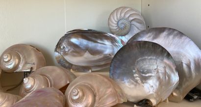 Important shell collection: turbo; vario...