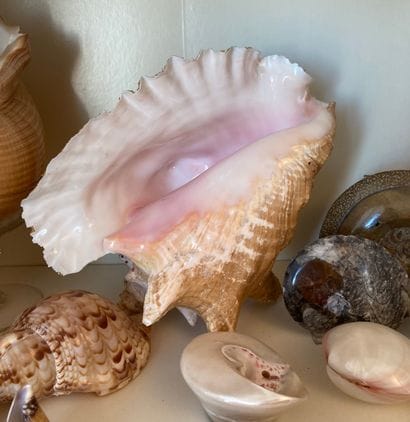 Important shell collection: turbo; vario...