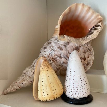 Important shell collection: turbo; vario...
