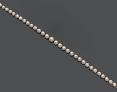 Collier de perles de culture en chute, le...