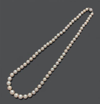 Collier de perles de culture en chute, le...