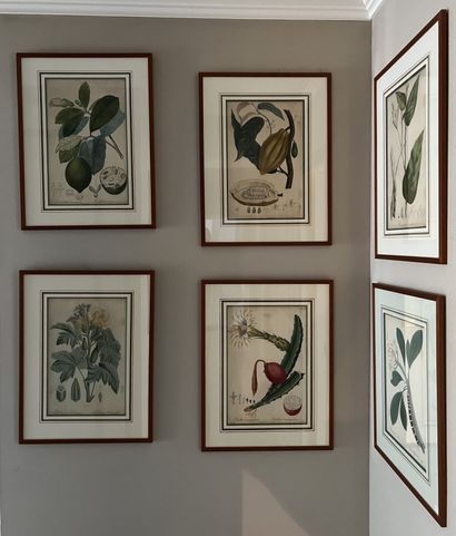 Suite of seventeen framed pieces of exotic...