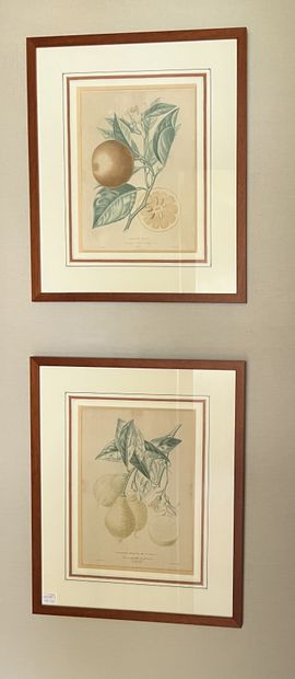 Suite of seventeen framed pieces of exotic...