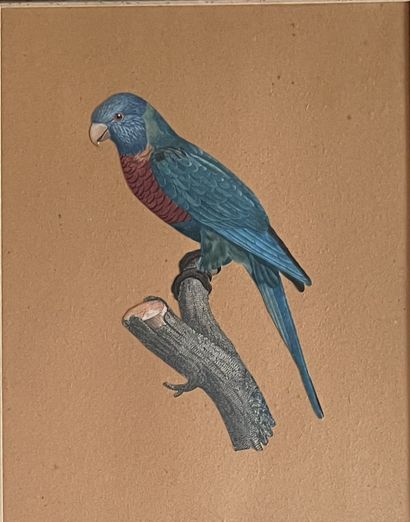 Two engravings of bird in pendant: Macaw...