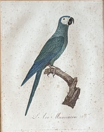 Two engravings of bird in pendant: Macaw...