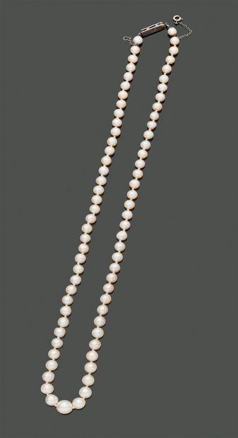 Necklace of pearls of culture in fall, the...