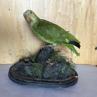 [Naturalia]. Green parakeet naturalized on...