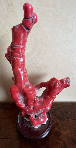 Coral branch. H. 17 cm. Base.