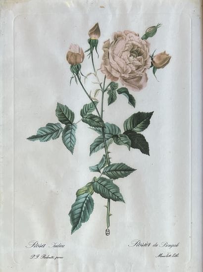 Set : - Hinchingbrook, engraving in colors...