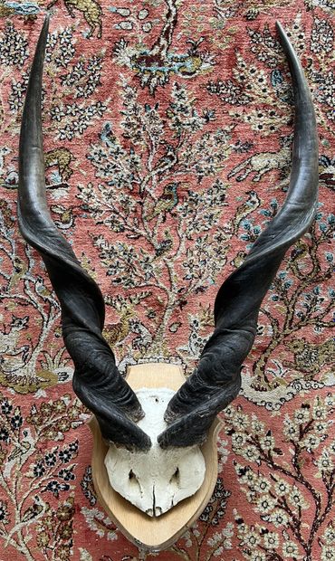 Massacre of Eland of Derby. Taurotragus ...