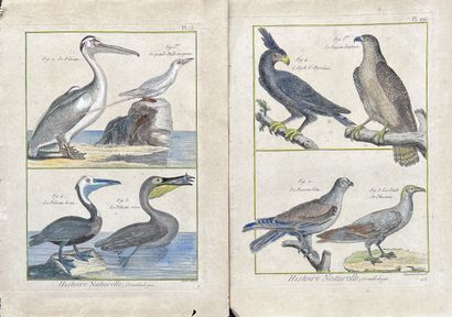 Robert BENARD (1731-1794) : Natural history,...