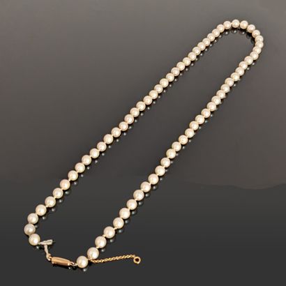 Necklace of chocker cultured pearls. Olive...