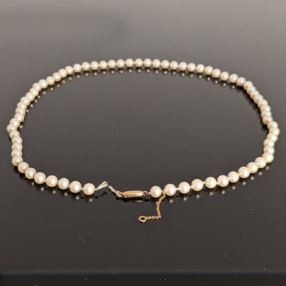 Necklace of chocker cultured pearls. Olive...