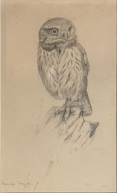 After Frederick FROHAWK: HIBOU. Pencil, annotated...