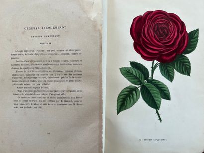 [NATURALIA] Set of books: - PREVOST (Florent)...