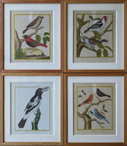 Twenty color-enhanced engraved plates of...