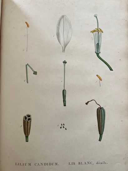 ROUSSEAU (Jean-Jacques). Recueil de plantes...