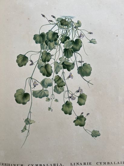 ROUSSEAU (Jean-Jacques). Recueil de plantes...