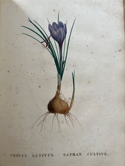 ROUSSEAU (Jean-Jacques). Recueil de plantes...