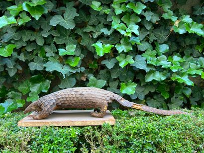 Pangolin naturalisé. Quelques écailles manquantes....