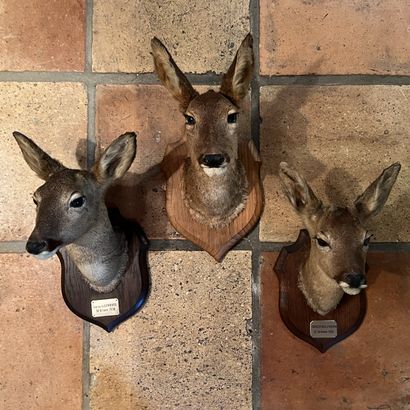 Ensemble de trois trophées de chevreuil et...