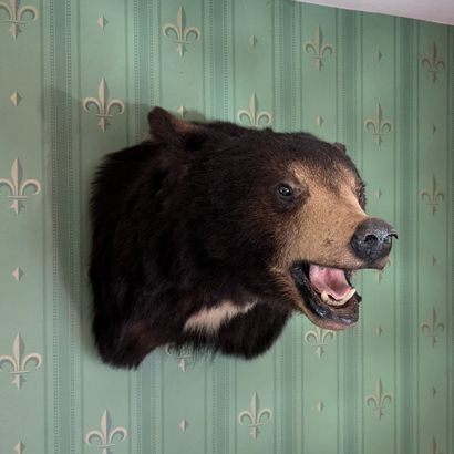 Tête d'ours naturalisée. H. 40 cm - P. 55...