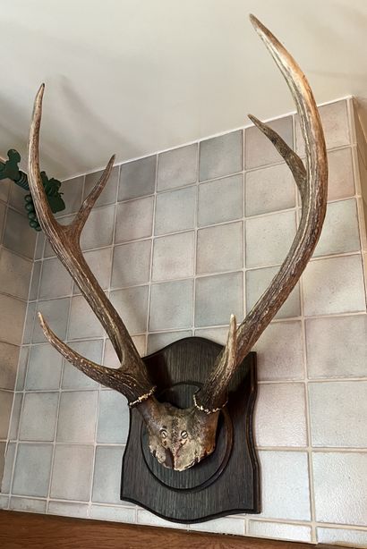 Ensemble de trois trophées de chevreuil et...
