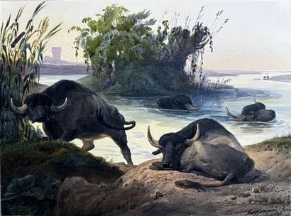 Andrea GASPARINI (XIXe siècle) : BUFFLONES...
