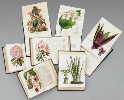 FLORE DES SERRES ET DES JARDINS DE L'EUROPE....