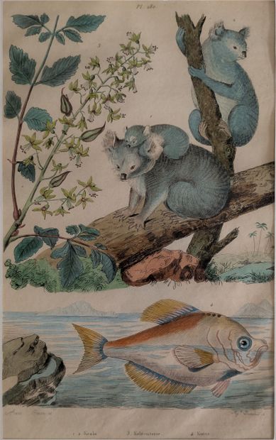 After Baron DUMERIL. Pair of color engravings...
