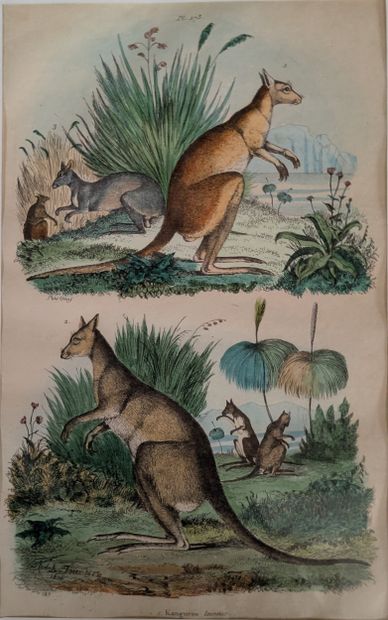 After Baron DUMERIL. Pair of color engravings...