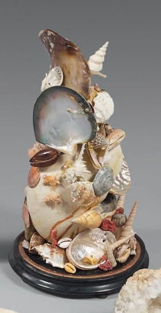 Montage de coquillages. Sous globe. Haut.:...