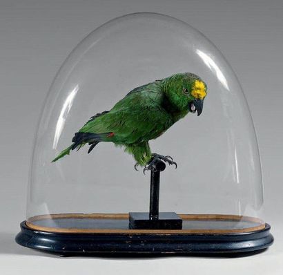 Amazone front jaune Amazona ochrocephala...