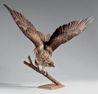 Buse variable Buteo buteo (II/A- CE) ailes...