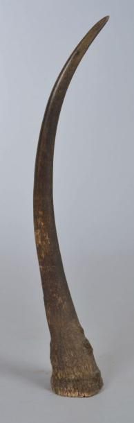 Corne de Rhinocerotidae. Courbure extérieure:...