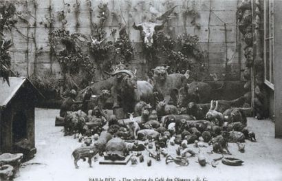 Corne de Rhinocerotidae. Courbure extérieure:...