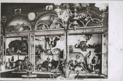 Corne de Rhinocerotidae. Courbure extérieure:...