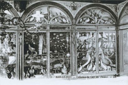 Corne de Rhinocerotidae. Courbure extérieure:...