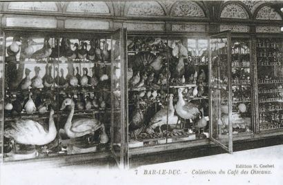 Corne de Rhinocerotidae. Courbure extérieure:...