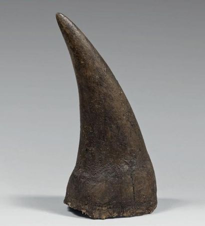 Corne de Rhinocerotidae

Courbure extérieure:...